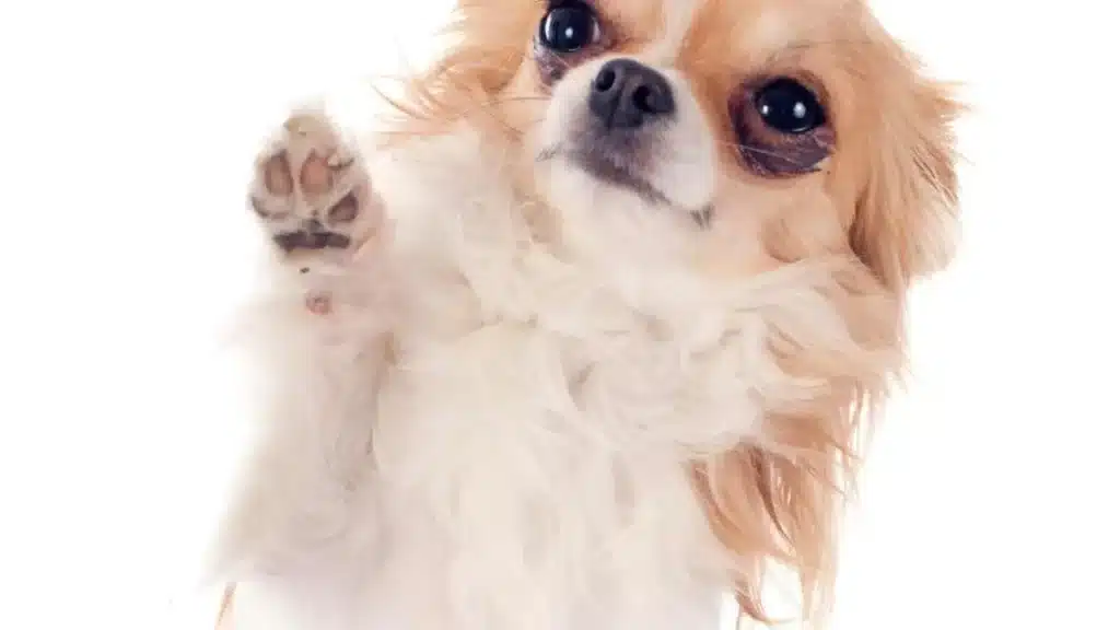 variétés de chihuahua à poil long et à tête de pomme