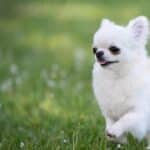 chihuahua à poils longs blanc