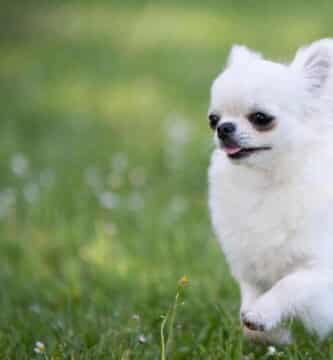 chihuahua à poils longs blanc