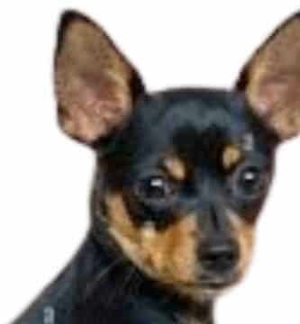 chihuahua tête de cerf