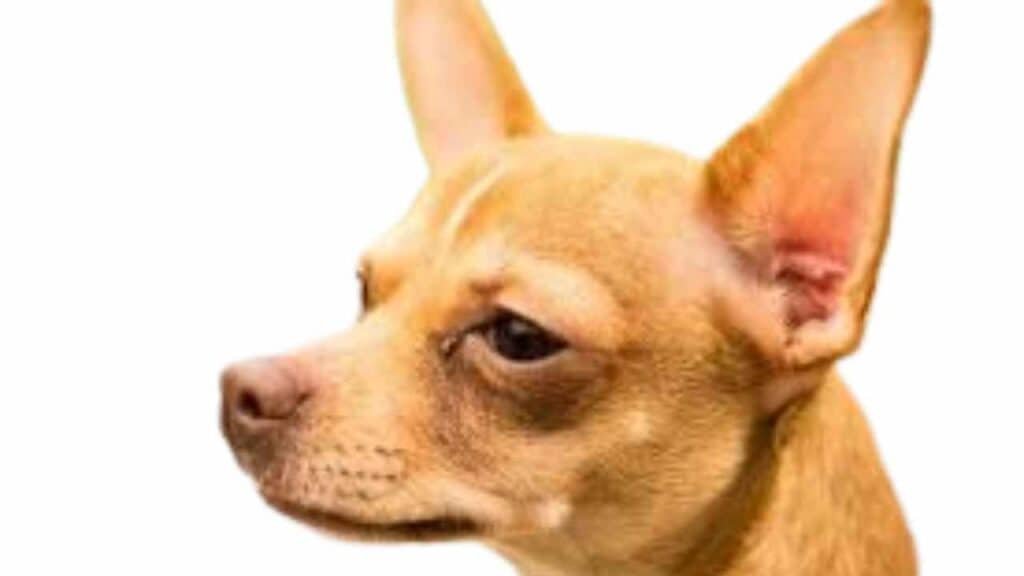 photo de profil d'un chihuahua à tête de cerf