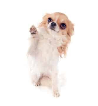 Éduquer un chiot chihuahua
