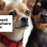 traitement antiparasitaire chien