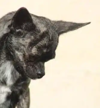 chihuahua à tête de pomme