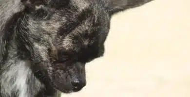 chihuahua à tête de pomme