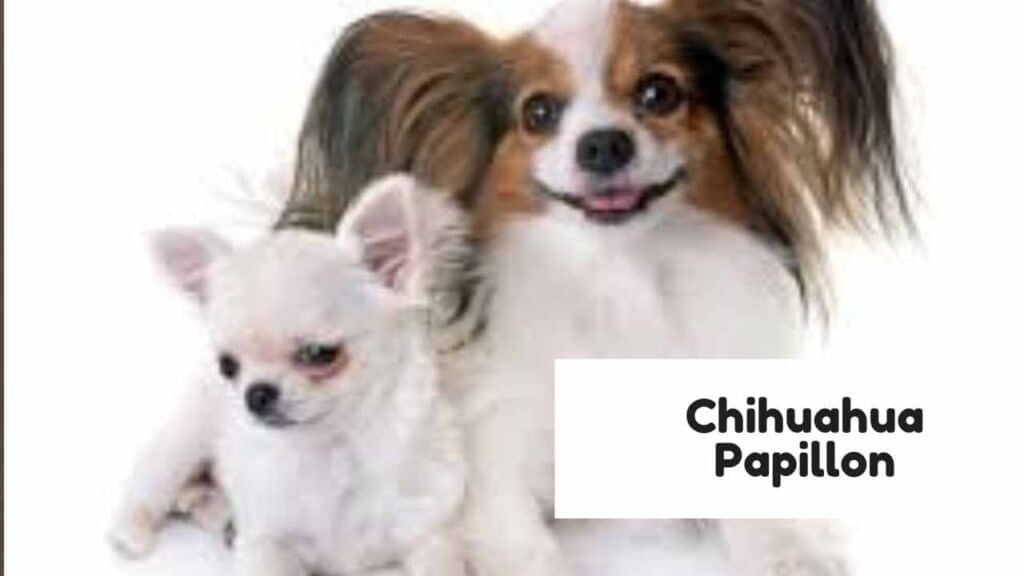 Chihuahua Papillon