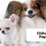 Chihuahua Papillon