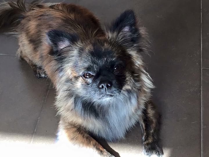 chihuahua bringé à poils longs