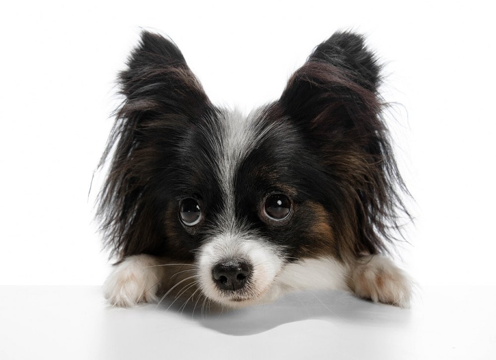 Chihuahua Papillon noir et blanc