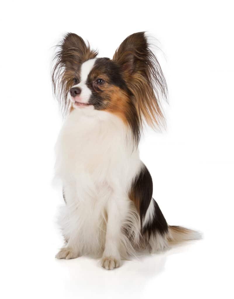 Chihuahua Papillon poils longs