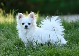 Chihuahua Papillon blanc