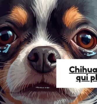 Chihuahua yeux qui pleurent : faut-il s'inquiéter ?