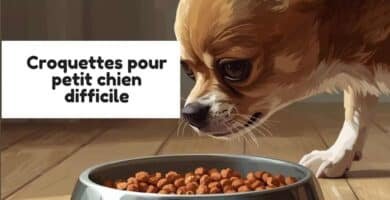 croquettes pour petit chien difficile