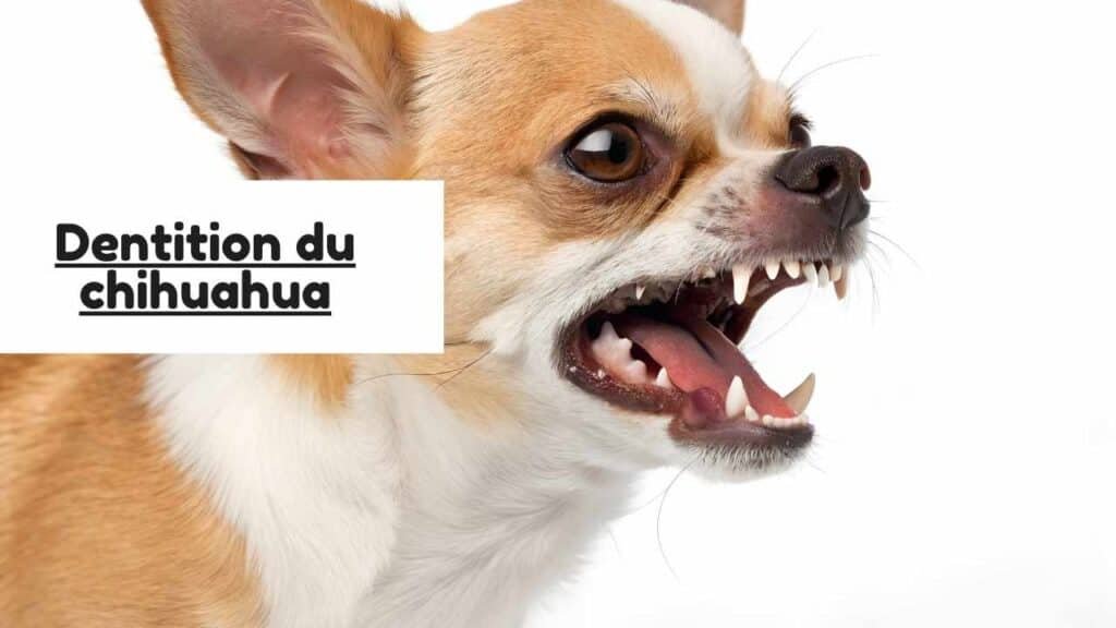 Dentition du chihuahua