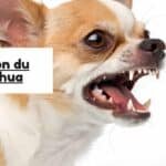 Dentition du chihuahua