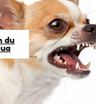 Dentition du chihuahua