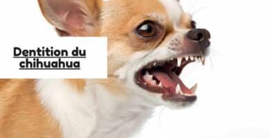 Dentition du chihuahua