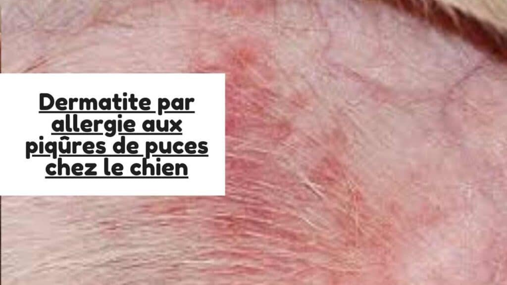 Dermatite par allergie aux piqûres de puces