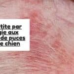 Dermatite par allergie aux piqûres de puces