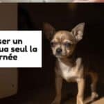 un bébé chihuahua qui attend devant la porte que ses maitres rentrent