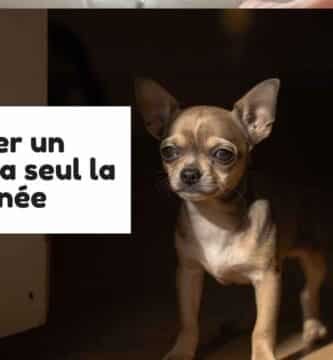 un bébé chihuahua qui attend devant la porte que ses maitres rentrent
