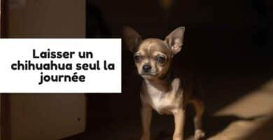 un bébé chihuahua qui attend devant la porte que ses maitres rentrent