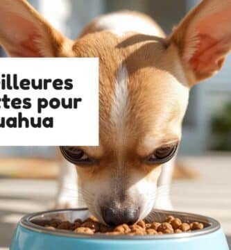Les meilleures croquettes pour chihuahua