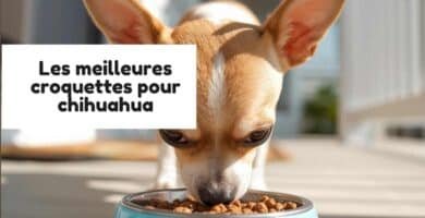 Les meilleures croquettes pour chihuahua