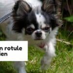 Luxation rotule chien
