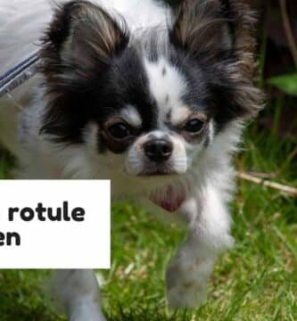 Luxation rotule chien