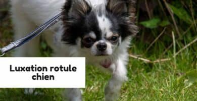 Luxation rotule chien