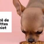 Quelle quantité de croquettes pour chiot