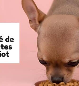 Quelle quantité de croquettes pour chiot