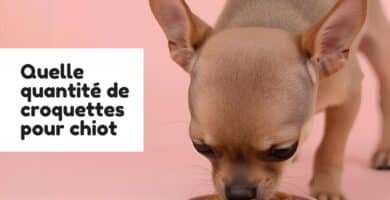 Quelle quantité de croquettes pour chiot