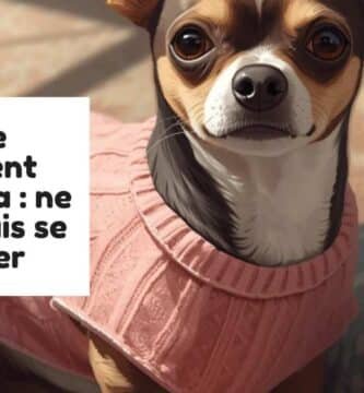 Taille vêtement chihuahua