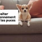 Traiter l'environnement contre les puces