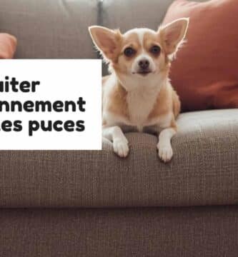 Traiter l'environnement contre les puces