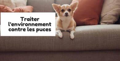 Traiter l'environnement contre les puces