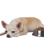 chien ne mange pas ses croaqettes