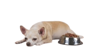 chien ne mange pas ses croaqettes