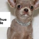 Un chihuahua couleur lavande avec un joli collier