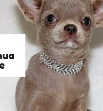 Un chihuahua couleur lavande avec un joli collier
