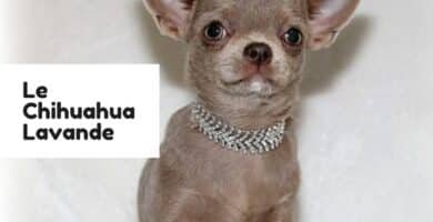 Un chihuahua couleur lavande avec un joli collier