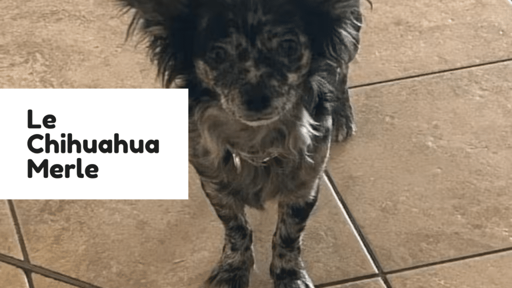 chihuahua merle