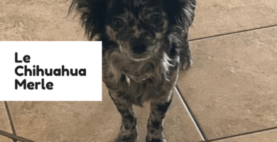 chihuahua merle