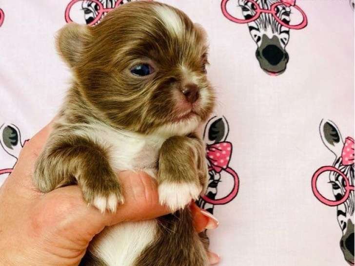 chiot chihuahua couleur lavande poils longs