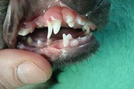 double dentition chihuahua