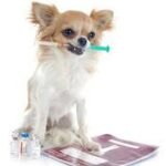 chiot avec une seringue pour luter à une crise d’hypoglycémie