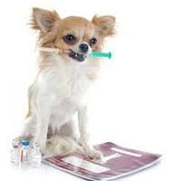 chiot avec une seringue pour luter à une crise d’hypoglycémie