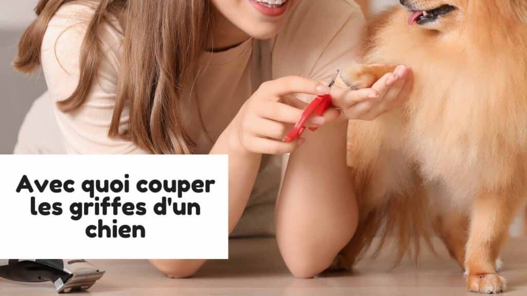 Avec quoi couper les griffes d'un chien